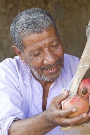 aple seller luxor sm.jpg